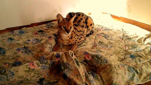 Мои сервальчики и саванна Ф1 (знакомство) смотреть онлайн