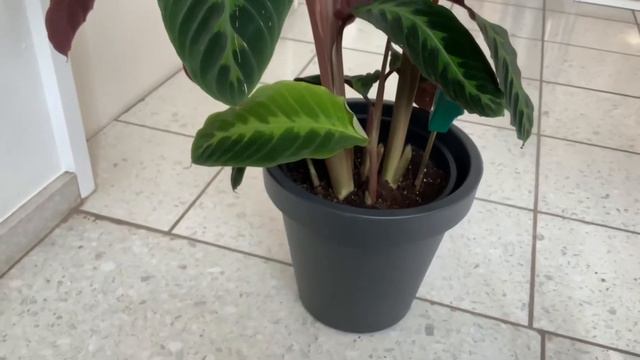 Calathea warscewiczii day 4 after repotting смотреть онлайн