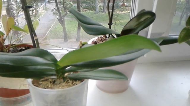 Орхидея фаленопсис Вариегата. Ещё один питомец в нашем доме. смотреть онлайн