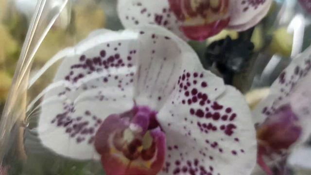 Дождались прекрасные орхидеи в Леруа Мерлен! смотреть онлайн