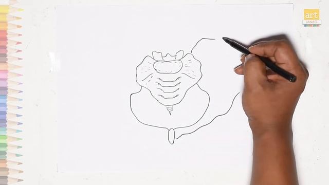 Pelvis diagram easy | How to draw Pelvis diagram easily | Human anatomy drawing easy смотреть онлайн