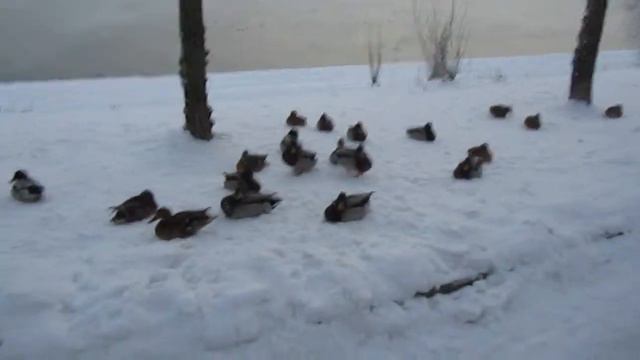 Замерзающие утки у Москва-реки смотреть онлайн
