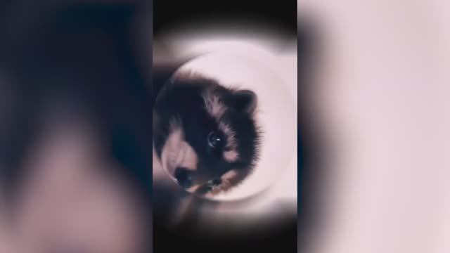 Енот танцует (720p)