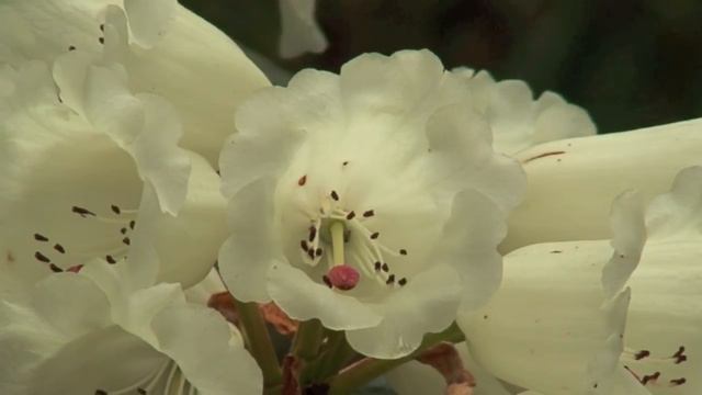 Benmore Botanic Garden - Garden Highlights смотреть онлайн