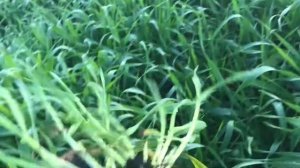 Технология выращивания ячменя