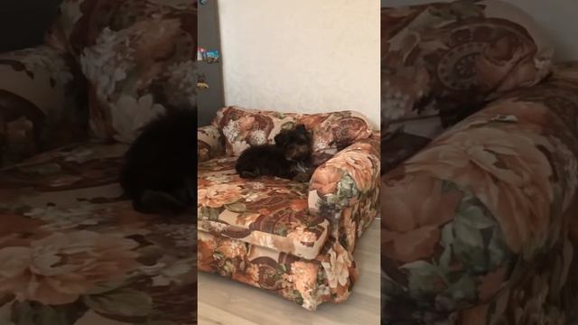 Девочка цветной Йорк, окрас шоколад смотреть онлайн