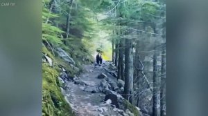 Встречи в лесу с дикими животными!