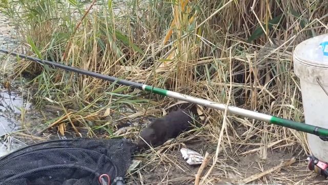Дикая норка смотреть онлайн
