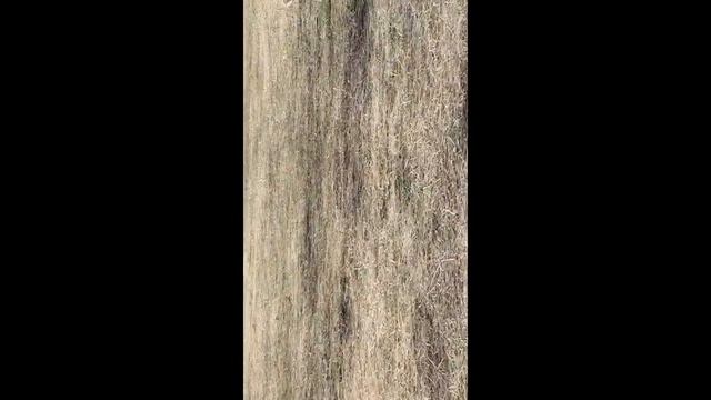 Сухой Лог СМЗ стадион смотреть онлайн