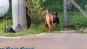 Pitbull dog mating video neverseen before