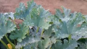 кабачок ардендо f1