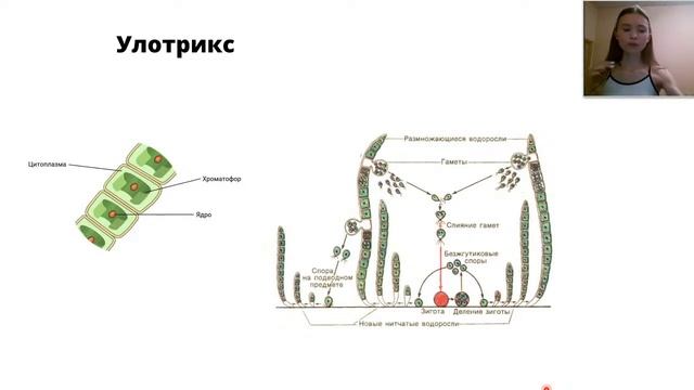 ВОДОРОСЛИ | Вся теория для ЕГЭ и ОГЭ | Биология водоросли | смотреть онлайн