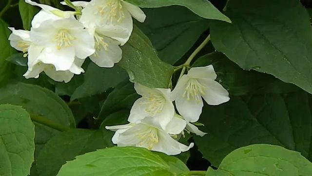 Philadelphus coronarius смотреть онлайн