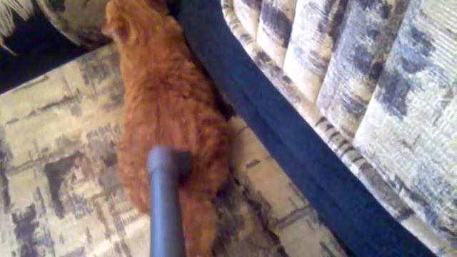 Чистка кошки смотреть онлайн