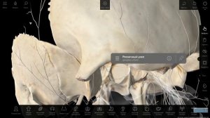 Тройничный нерв. 3D анимация на вирутальном анатомическом столе "Пирогов"