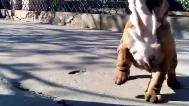 Английский бульдог Боня (часть 2) смотреть онлайн
