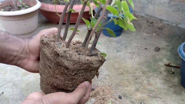 Growing Bougainvillea Cuttings using Aloe Vera natural rooting hormone|| Bougainvillea flowers смотреть онлайн
