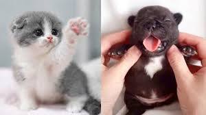 TikTok Pets? Подборка смешных и милых питомцев ? TikTok Pets? Funny and Cute Pets Compilation ?