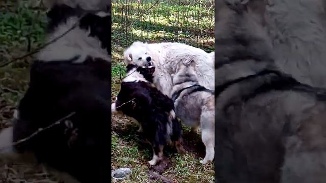 ГОРНАЯ ПИРЕНЕЙСКАЯ Собака Аусси. смотреть онлайн