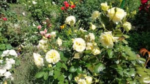 Трипсы - почему не работают системные препараты. Ответы на вопросы - показываю на розах.