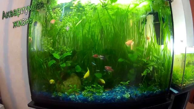 Коряга в аквариум и теплички смотреть онлайн