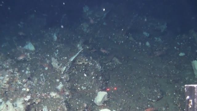 Channel Island DEEP (Greater than 100 meters) Transect 1 смотреть онлайн