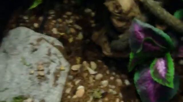 Pre-Update On Ball Python Setup and Fish Tank смотреть онлайн