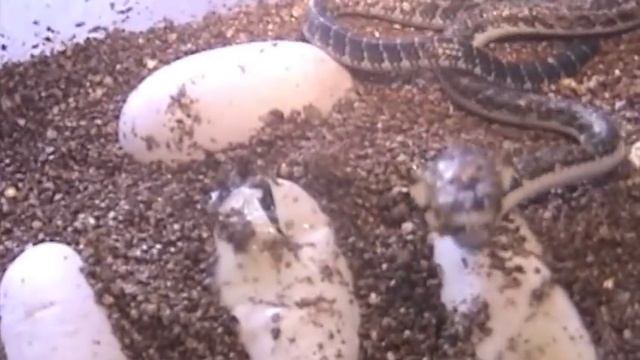 King cobra, Ophiophagus hannah, hatching смотреть онлайн