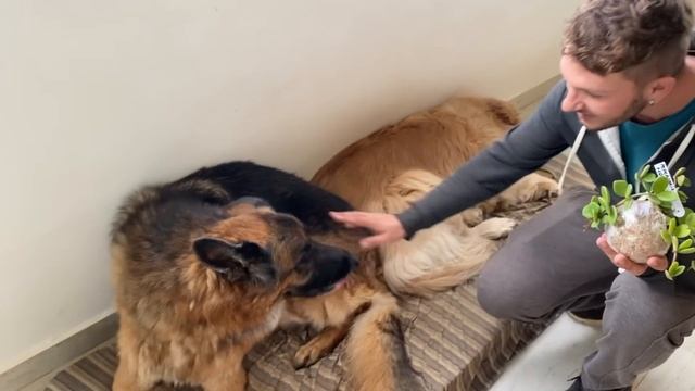 GANHEI Uma CAIXA CHEIA De SUCULENTAS E COMPREI VÁRIAS ROSAS DO DESERTO | Henrique Buttler