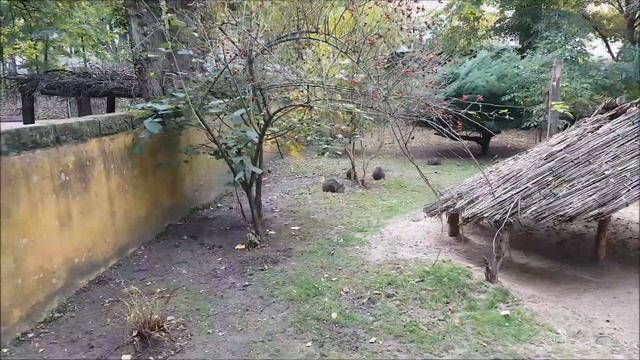 Parma Känguru, Zoo Dresden смотреть онлайн