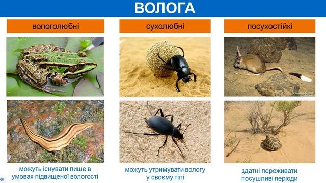 Екологічні фактори Ланцюги живлення смотреть онлайн