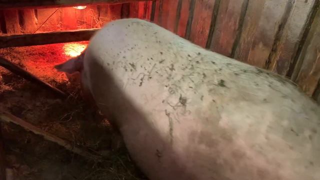 СВИНКА ГОТОВИТЬСЯ К ОПОРОСУ! ЧУТЬ НЕ УКУСИЛА МЕНЯ! КУПИЛИ ДОМ В ДЕРЕВНЕ! смотреть онлайн