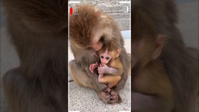 The Best of Monkey Videos - A Funny Eating Monkeys Compilation Ep239 смотреть онлайн