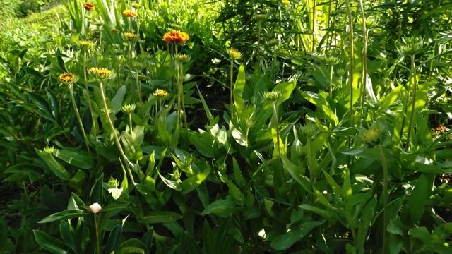 Малоуходный цветник. Гайлардия. смотреть онлайн