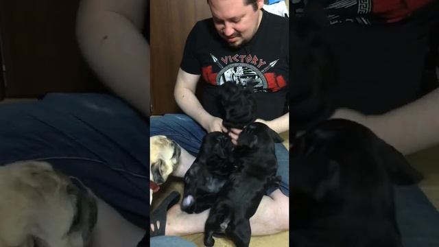 Мопсодетки чёрные мопсы смотреть онлайн