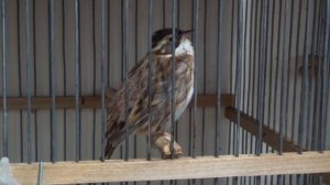 Песня овсянки-ремеза. Записано 21.02.22 г.