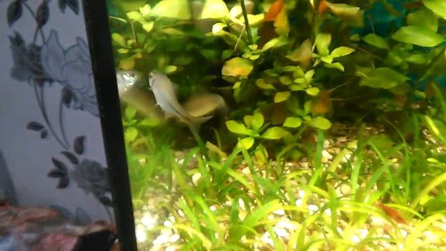 author hobbies (рыбка горчак) №47 смотреть онлайн