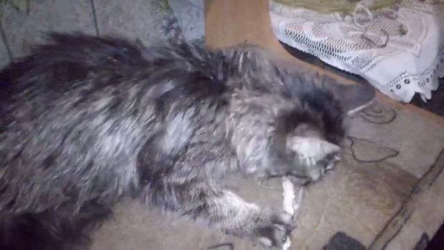 Котёнок смотреть онлайн