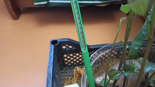 Батат на рассаду. Прошёл месяц после посадки батата смотреть онлайн