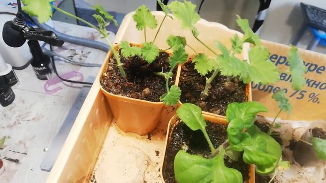 Что выжило после передоза. Часть 1 смотреть онлайн