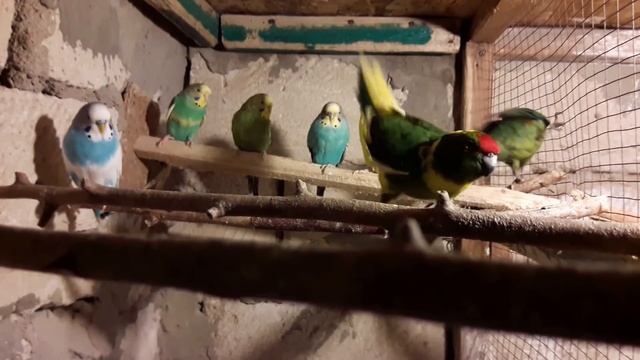 волнистые попугаи подарочные # 4 какарики квакеры смотреть онлайн