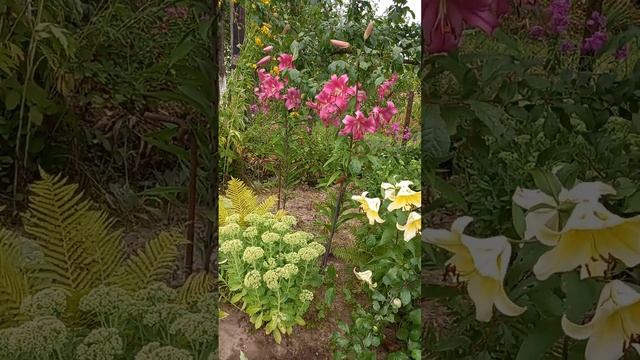 лилейные деревья смотреть онлайн