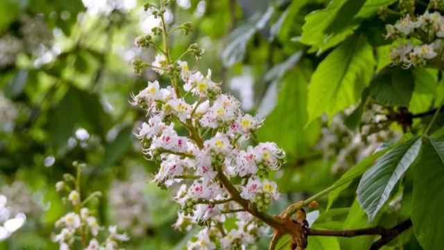 #париж #любовь_каракулева #видео_о_париже#триумфальная_арка #сена смотреть онлайн