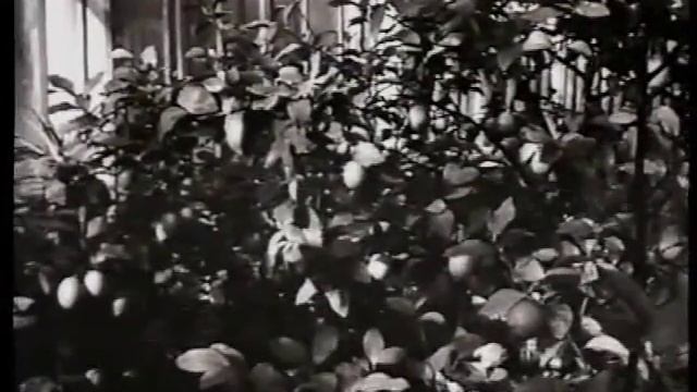 Там, где жил Мичурин смотреть онлайн
