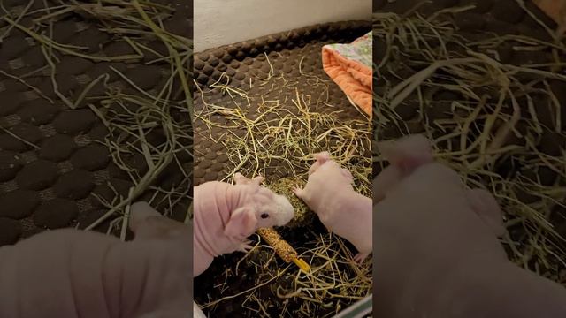 4 декабря 2023 г. смотреть онлайн