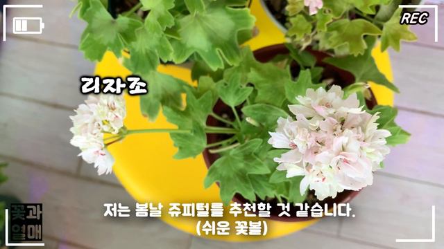 (제라늄#22)_🌷주간 제라늄, 오덴시외 블랙맘바, 여름무름증상, 리자조, 라라마조리, 연지2, 명품 팬시제라늄🌱 (펠라고늄, Pelargonium) Geranium, 유럽제라 смотреть онлайн