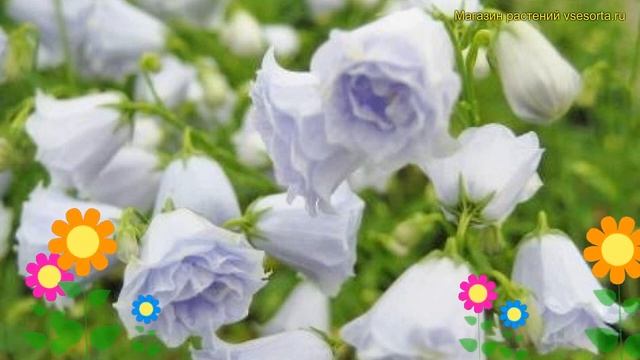 Колокольчик ложечницелистный Элизабет Оливер. Обзор campanula cochleariifolia Elizabeth Oliver смотреть онлайн