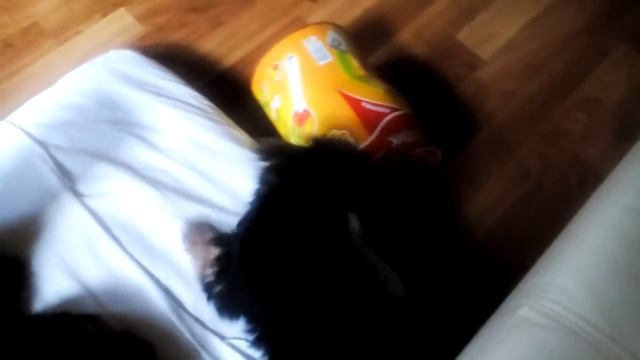 Щенята йорка нашли себе игрушку смотреть онлайн