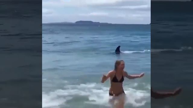 Люди и касатка опасно осторожно купаться нельзя ???