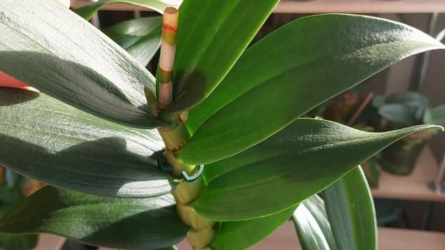 Как добиться домашнего цветения орхидеи Дендрофаленопсис. Какие условия нужно создать... смотреть онлайн